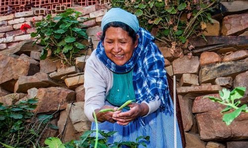 Organic urban agriculture in Bolivia