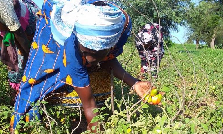 Wateropslag & moestuin in Burkina Faso